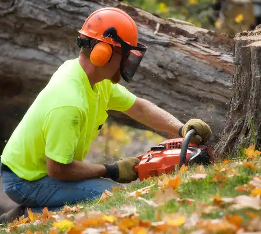 tree services Sweet Springs